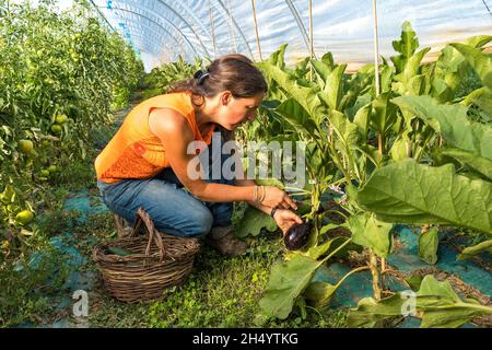 FRANKREICH. HAUTES-ALPES (05), CHAMPSAUR VALLEY, ECRINS NATIONAL PARK, ANCELLE, ESPRIT NATIONAL PARK BRAND, LEGUMONTAGNE, SYLVIE JAUSSAUD, BIO-MARKT Stockfoto