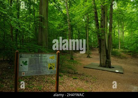 FRANKREICH, SEINE-MARITIME (76), REGIONALER NATURPARK BOUCLES DE LA SEINE NORMANDE, YVILLE-SUR-SEINE, DIE VAT-EICHE (QUERCUS PEDUNCULATA), Stockfoto