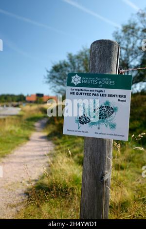 FRANKREICH, VOGESEN (88), REGIONALER NATURPARK BALLONS DES VOSGES, NATURSCHUTZGEBIET TANET-GAZON DU FAING Stockfoto