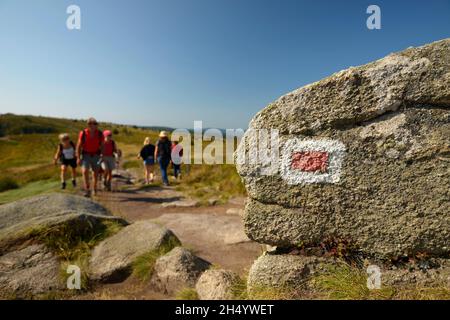 FRANKREICH, VOGESEN (88), REGIONALER NATURPARK BALLONS DES VOSGES, NATURSCHUTZGEBIET TANET-GAZON DU FAING, WANDERER AUF DEM GIPFEL Stockfoto