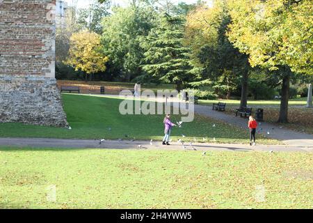 Colchester, Großbritannien. 05.. November 2021. Fütterung der Vögel an einem sonnigen Herbsttag im Castle Park, Colchester. Kredit: Eastern Views/Alamy Live Nachrichten Stockfoto