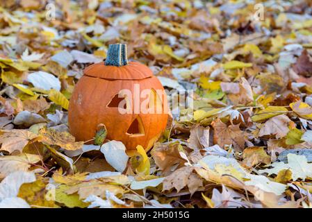 Hohler halloween Kürbis auf dem Gras zwischen den Herbstblättern Stockfoto