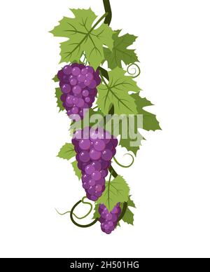 Weinrebe mit Laub und Trauben von roten, leckeren Trauben. Weinbau und Landwirtschaft. Zweige mit Beeren auf einem dichten Busch. Junger Weinberg. Süßer Herbst Stock Vektor