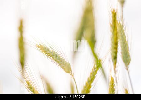 Ähren von Körnern in einem Kornfeld - eine Nahaufnahme der Triticale-Ohren Stockfoto