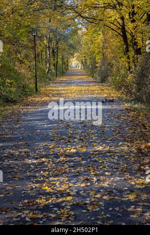Laub (Ahornblätter) auf einer geteerten Straße mit Straßenlampen. Stockfoto