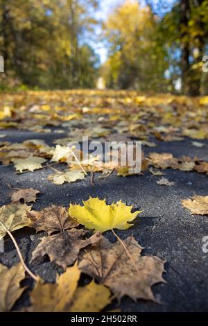 Laub (Ahornblätter) auf einer geteerten Straße. Rutschgefahr bei Nässe im Herbst. Selektiver Fokus auf den Vordergrund Stockfoto