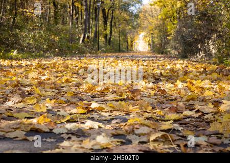 Laub (Ahornblätter) auf einer geteerten Straße. Rutschgefahr bei Nässe im Herbst. Selektiver Fokus auf den Vordergrund Stockfoto