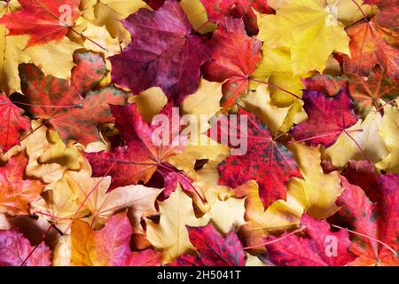 Hintergrund der herbstlichen Blätter. Bunte Herbstblätter, gelbe, orange, braune Blätter auf dem Boden in der Herbstsaison. Stockfoto