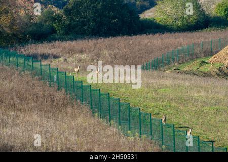 West Hyde, Großbritannien. November 2021. Mindestens vier Hirsche waren heute wieder hinter kilometerlangen Sicherheitszäunen auf dem Gelände des HS2 South Portal, wo der Eingang zu den Chiltern-Tunneln beginnt, im HS2-Gelände gefangen. HS2 Ltd hat mitgeteilt, dass ihre Tunnelbohrmaschinen (TBM) namens Florence und Cecilia insgesamt zwei Meilen zwischen ihnen unter den Chilterns und einem AONB ausgegraben haben. Die Hochgeschwindigkeitsstrecke von London nach Birmingham wirkt sich auf die Landschaft verschlingt aus, da HS2 weiterhin uralte Wälder stürzte und Lebensräume für Wildtiere zerstörte. Kredit: Maureen McLean/Alamy Liv Stockfoto