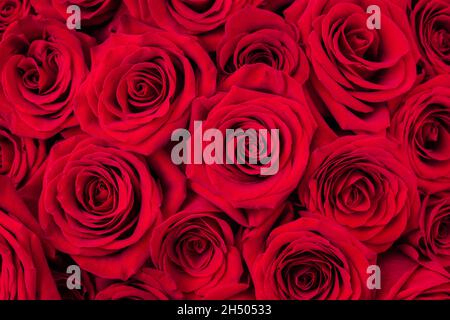 Schöne rote Rosenblüten als Hintergrund, Nahaufnahme. Blumenstrauß, frische Rosen für den Hintergrund. Natürliche rote Rosen, Atmosphäre der Liebe und feiern Stockfoto