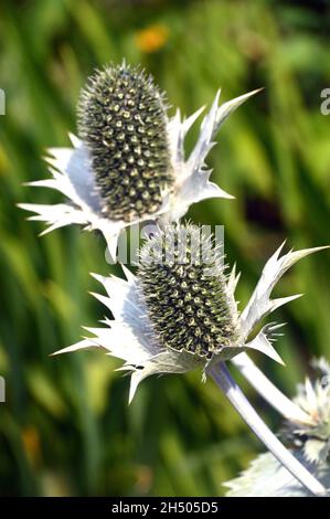 Zwei Riesenseekehlchen (Eryngium giganteum), „Silver Ghost“-Disteln, die im Dalemain Mansion & Historic Gardens, Lake District National Park, angebaut werden. Stockfoto