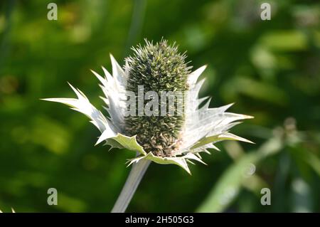 Single Giant Sea Holly (Eryngium giganteum) „Silver Ghost“, gezüchtet im Dalemain Mansion & Historic Gardens, Lake District National Park, Cumbria, Großbritannien. Stockfoto