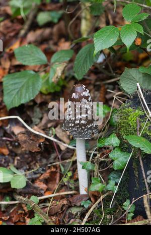Elster-Tintenhut (Coprinopsis picacea), ein Pilz, der mit Buchenwäldern und kalkhaltigen Böden assoziiert ist Stockfoto