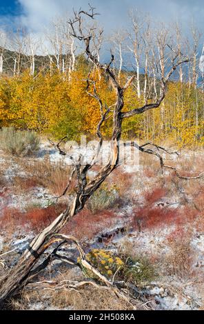 Toter Baum vor einem gelben Espenhain, Wiedergeburt nach einem Waldbrand Stockfoto