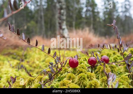 Reife rote Preiselbeere wachsen in Moos in einem Sumpf, vor einem verschwommenen Waldhintergrund. Erntet nützliche Beeren. Stockfoto