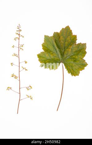 Blätter und Blüten der Ziergartenpflanze Heuchera auf weißem Grund. Studio Photo. Stockfoto