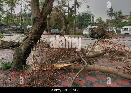 Howrah, Westbengalen, Indien - 31.. Mai 2020 : Super-Zyklon Amphan entwurzelter Baum, der fiel und den Straßenbelag blockierte. Die Verwüstung hat Bäume fallen lassen. Stockfoto