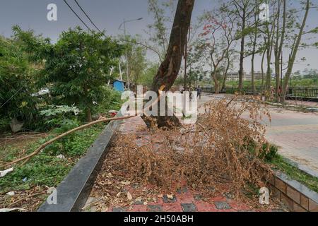 Howrah, Westbengalen, Indien - 31.. Mai 2020 : Super-Zyklon Amphan entwurzelter Baum, der fiel und den Straßenbelag blockierte. Die Verwüstung hat Bäume fallen lassen. Stockfoto