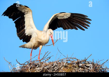 Ein erwachsener Weißstorch (Ciconia ciconia ciconia), der im Frühjahr in Nordgriechenland ein Nest baut Stockfoto