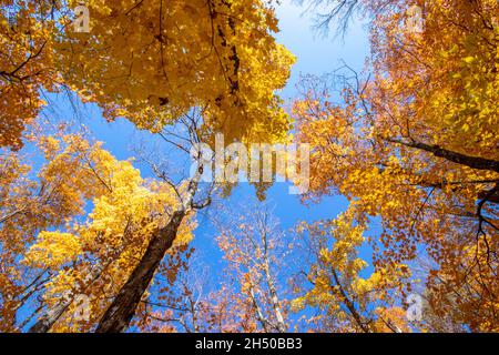 Bunte Blätter auf Bäumen im Herbst mit einem strahlend blauen Himmel Stockfoto