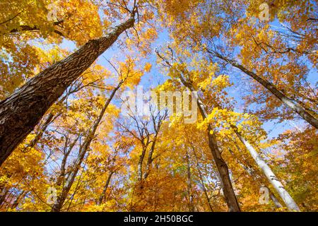 Bunte Blätter auf Bäumen im Herbst Stockfoto