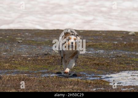 Blue Merle der australische Schäferhund läuft am Ufer des Ceresole reale Sees im Piemont in Italien Stockfoto