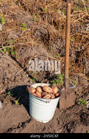 Frisch gepflückte Kartoffelknollen im Eimer auf dem Feld mit Spaten beiseite sonnigen Tag Stockfoto