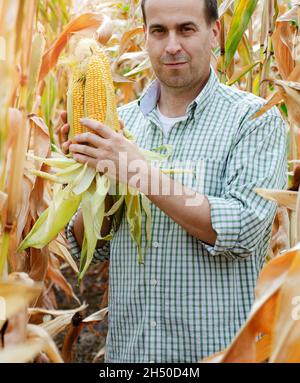 Ein kaukasischer Farmarbeiter mittleren Alters hält Maiskolben in seinen Händen Stockfoto