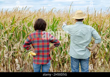 Die kaukasische Zweierfamilie aus dem mittleren Alter steht neben dem Maisfeld Stockfoto