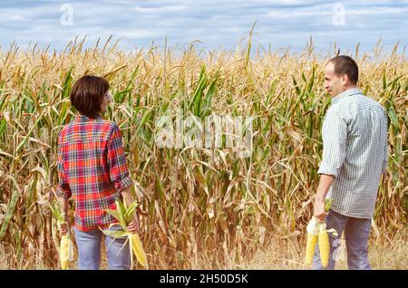 Die kaukasische Zweierfamilie aus dem mittleren Alter steht neben dem Maisfeld mit Maiskolben in den Händen Stockfoto
