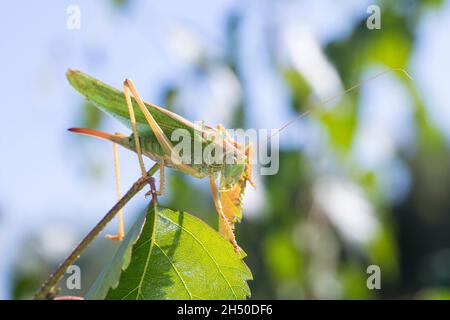 Grünes Heupferd, Weibchen, Großes Heupferd, Großes Grünes Heupferd, Grüne Laubheuschrecke, Tettigonia viridissima, Great Green Bush-Cricket, Green Bus Stockfoto