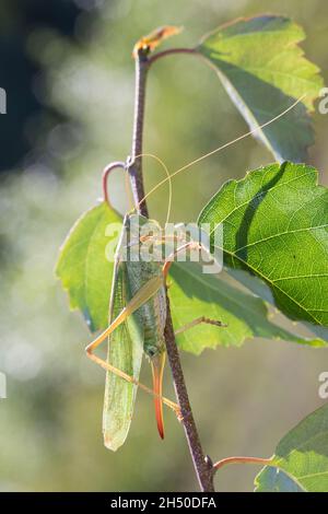 Grünes Heupferd, Weibchen, Großes Heupferd, Großes Grünes Heupferd, Grüne Laubheuschrecke, Tettigonia viridissima, Great Green Bush-Cricket, Green Bus Stockfoto