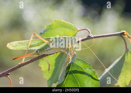 Grünes Heupferd, Weibchen, Großes Heupferd, Großes Grünes Heupferd, Grüne Laubheuschrecke, Tettigonia viridissima, Great Green Bush-Cricket, Green Bus Stockfoto