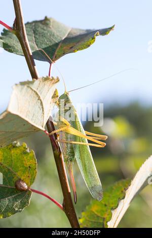 Grünes Heupferd, Weibchen, Großes Heupferd, Großes Grünes Heupferd, Grüne Laubheuschrecke, Tettigonia viridissima, Great Green Bush-Cricket, Green Bus Stockfoto