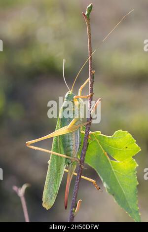 Grünes Heupferd, Weibchen, Großes Heupferd, Großes Grünes Heupferd, Grüne Laubheuschrecke, Tettigonia viridissima, Great Green Bush-Cricket, Green Bus Stockfoto