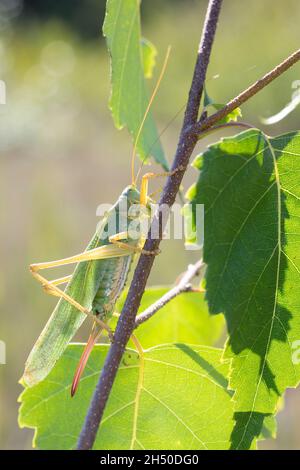 Grünes Heupferd, Weibchen, Großes Heupferd, Großes Grünes Heupferd, Grüne Laubheuschrecke, Tettigonia viridissima, Great Green Bush-Cricket, Green Bus Stockfoto