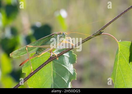 Grünes Heupferd, Weibchen, Großes Heupferd, Großes Grünes Heupferd, Grüne Laubheuschrecke, Tettigonia viridissima, Great Green Bush-Cricket, Green Bus Stockfoto