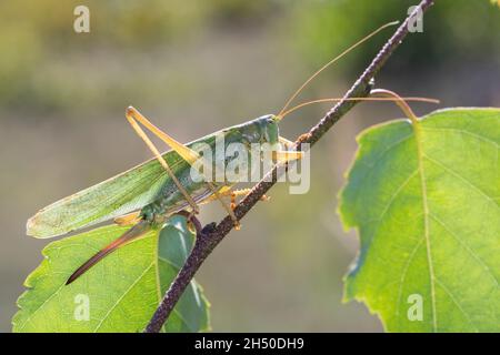 Grünes Heupferd, Weibchen, Großes Heupferd, Großes Grünes Heupferd, Grüne Laubheuschrecke, Tettigonia viridissima, Great Green Bush-Cricket, Green Bus Stockfoto