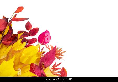 Leuchtend bunte rote, rosa, orange und gelbe Herbstbaumbäste mit isolierten Blättern auf weißem Hintergrund. Herbst Saison natürliche Dekoration mit Kopie s Stockfoto