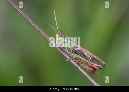 Heide-Grashüpfer, Heidegrashüpfer, Liniierter Grashüpfer, Panzers Grashüpfer, Grashüpfer, Männchen, Stenobothrus lineatus, gestreifte Heuschrecke, Stockfoto