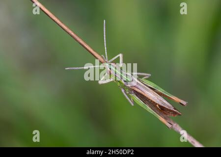 Heide-Grashüpfer, Heidegrashüpfer, Liniierter Grashüpfer, Panzers Grashüpfer, Grashüpfer, Männchen, Stenobothrus lineatus, gestreifte Heuschrecke, Stockfoto