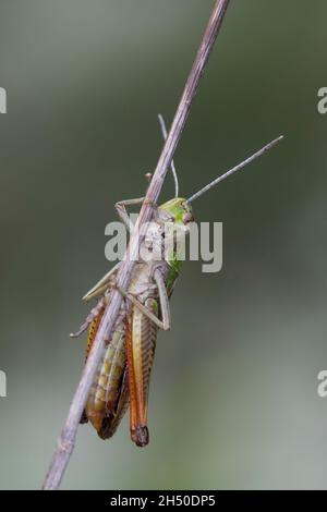 Heide-Grashüpfer, Heidegrashüpfer, Liniierter Grashüpfer, Panzers Grashüpfer, Grashüpfer, Männchen, Stenobothrus lineatus, gestreifte Heuschrecke, Stockfoto