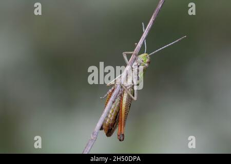 Heide-Grashüpfer, Heidegrashüpfer, Liniierter Grashüpfer, Panzers Grashüpfer, Grashüpfer, Männchen, Stenobothrus lineatus, gestreifte Heuschrecke, Stockfoto