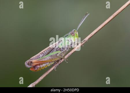 Heide-Grashüpfer, Heidegrashüpfer, Liniierter Grashüpfer, Panzers Grashüpfer, Grashüpfer, Männchen, Stenobothrus lineatus, gestreifte Heuschrecke, Stockfoto