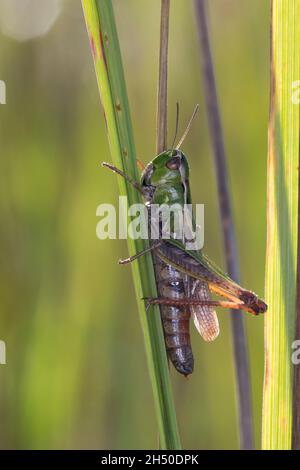 Heide-Grashüpfer, Heidegrashüpfer, Liniierter Grashüpfer, Panzers Grashüpfer, Grashüpfer, Weibchen, Stenobothrus lineatus, gestreifte Heuschrecke, Stockfoto