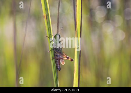 Heide-Grashüpfer, Heidegrashüpfer, Liniierter Grashüpfer, Panzers Grashüpfer, Grashüpfer, Weibchen, Stenobothrus lineatus, gestreifte Heuschrecke, Stockfoto