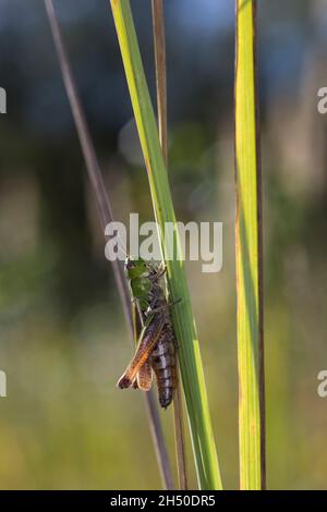 Heide-Grashüpfer, Heidegrashüpfer, Liniierter Grashüpfer, Panzers Grashüpfer, Grashüpfer, Weibchen, Stenobothrus lineatus, gestreifte Heuschrecke, Stockfoto