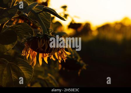 Nahaufnahme dramatische Aussicht auf Sonnenblumen, die im Sommer abends beleuchtet werden Stockfoto