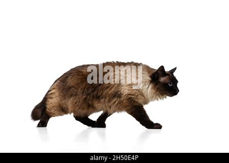 Portrait von schönen anmutigen Siam Katze zu Fuß entfernt isoliert auf weißem Studio Hintergrund. Tierlebenskonzept Stockfoto