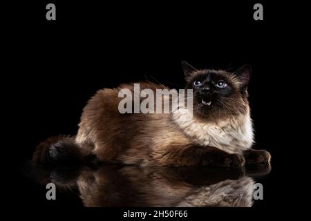 Portrait einer schönen großen siamesischen Katze mit blauen Augen isoliert auf dunklem Studiohintergrund. Tierlebenskonzept Stockfoto